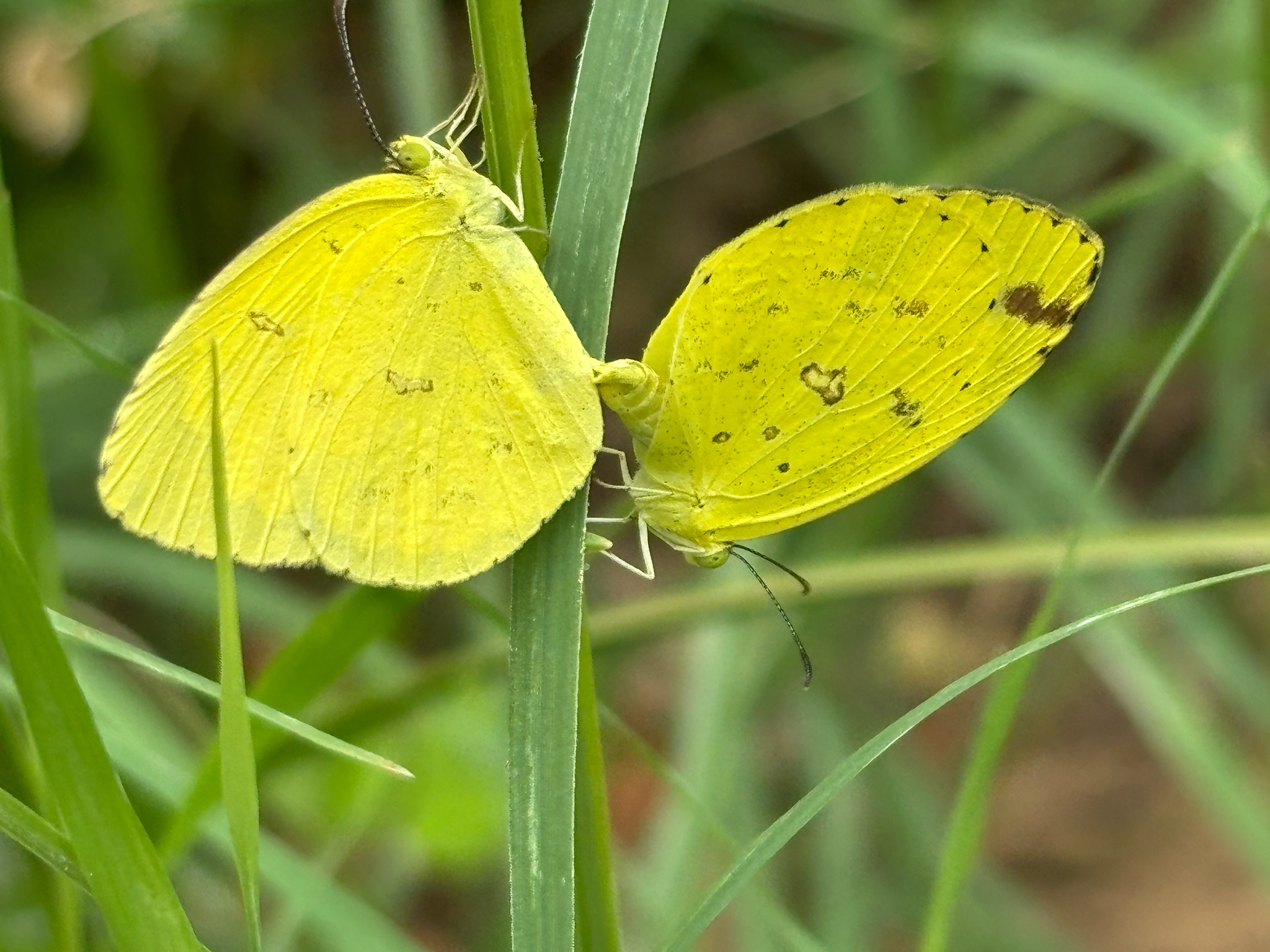 Common Grass Yellow