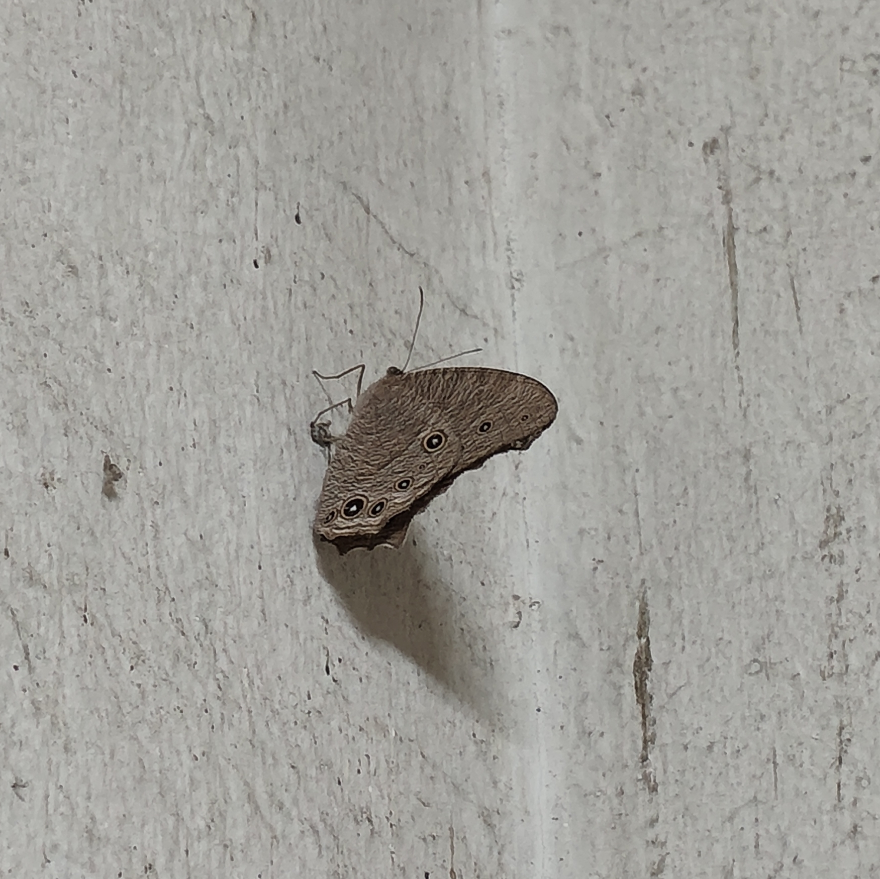 Common Evening Brown