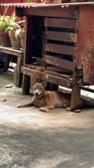 Canis familiaris