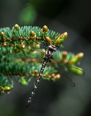 Cordulegaster maculata