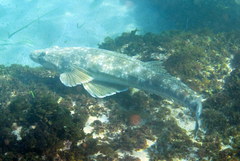 Platycephalus fuscus