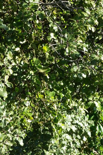 Ileostylus micranthus observed 2025-07-20