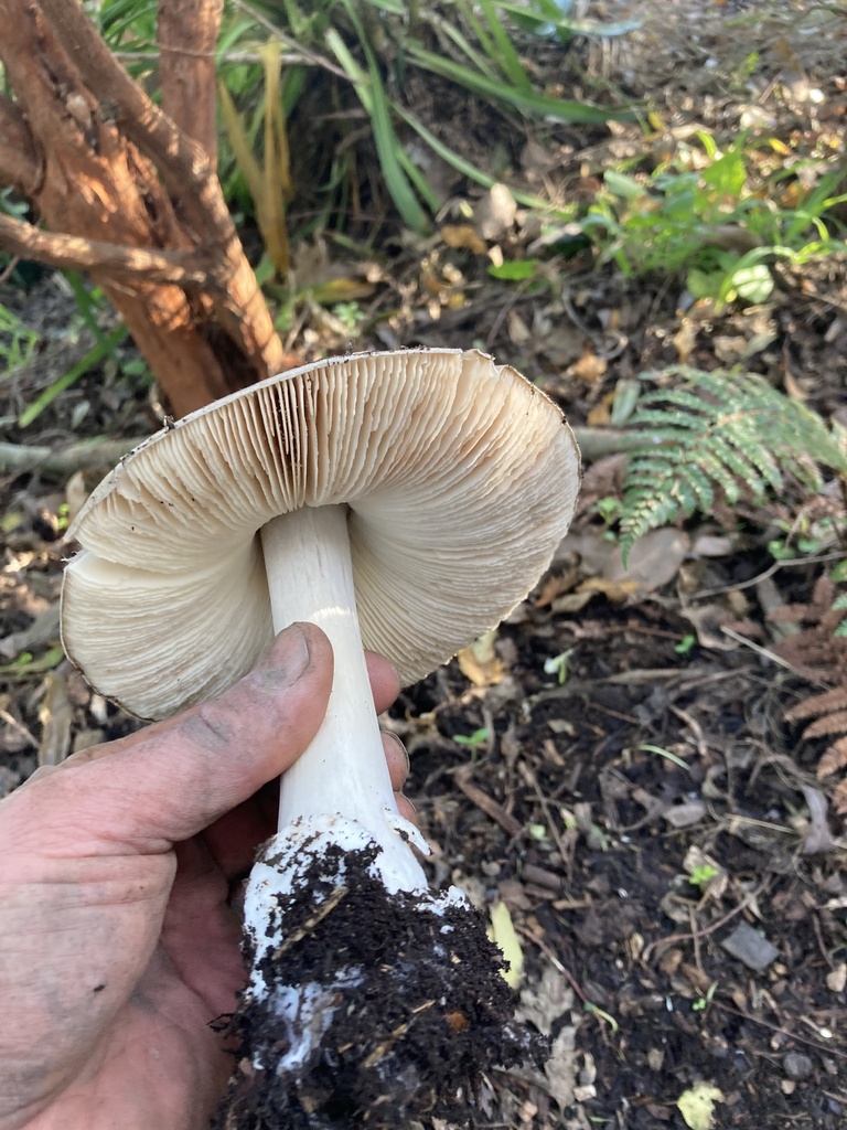Volvopluteus gloiocephalus · July 2025 · photo: © matt_scott_nz (iNaturalist, cc-by)