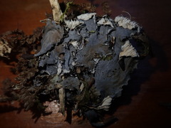 Peltigera dolichorhiza