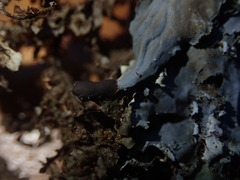 Peltigera dolichorhiza