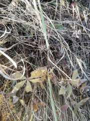 Potentilla chrysantha