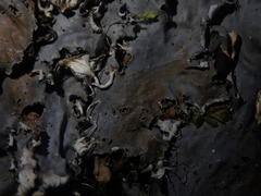 Peltigera dolichorhiza
