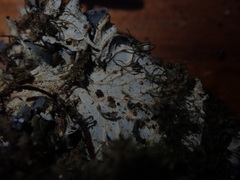 Peltigera dolichorhiza
