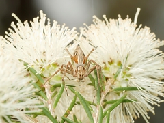 Oxyopes amoenus