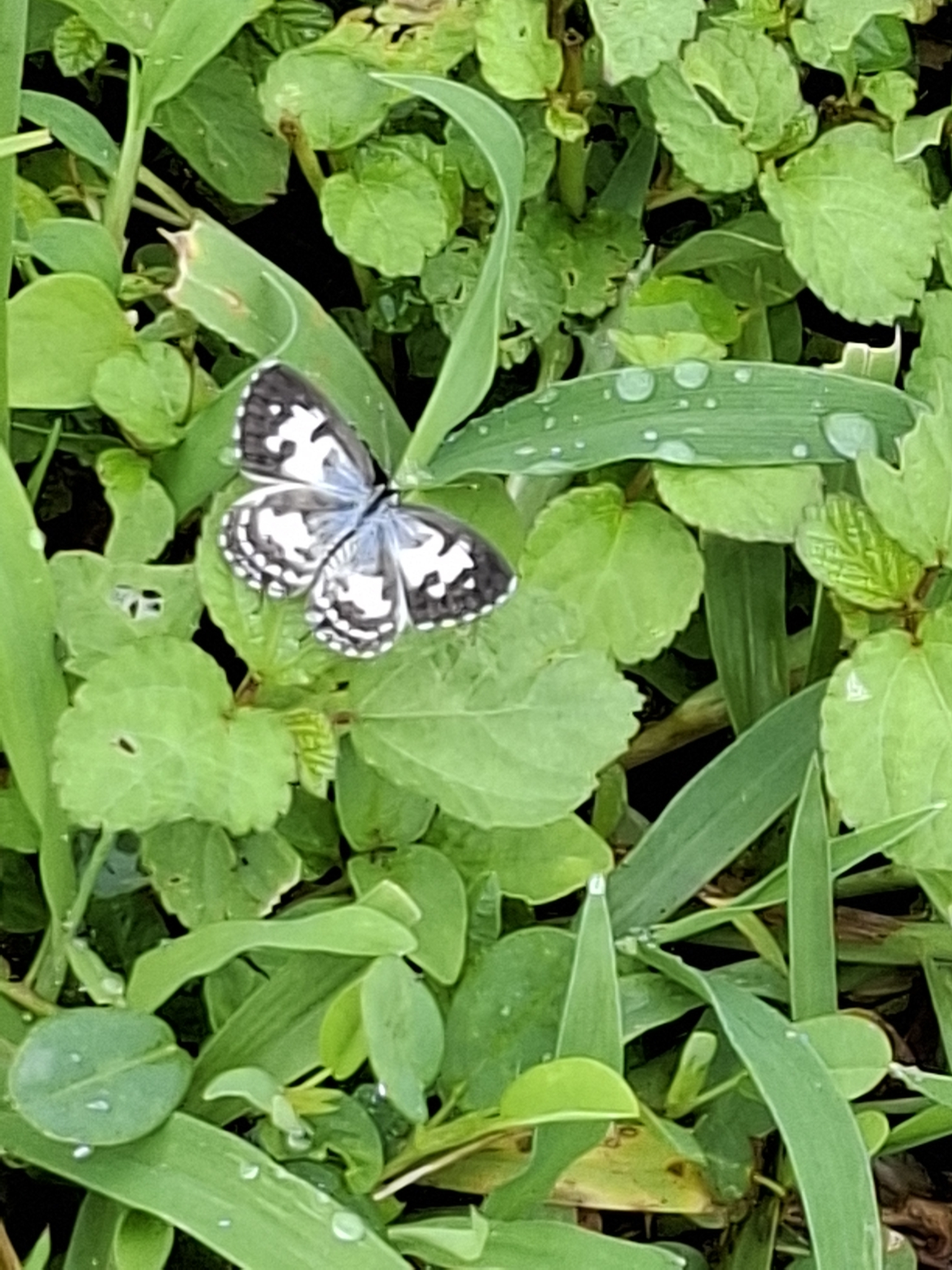 Common Pierrot