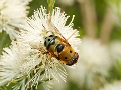 Austalis pulchella