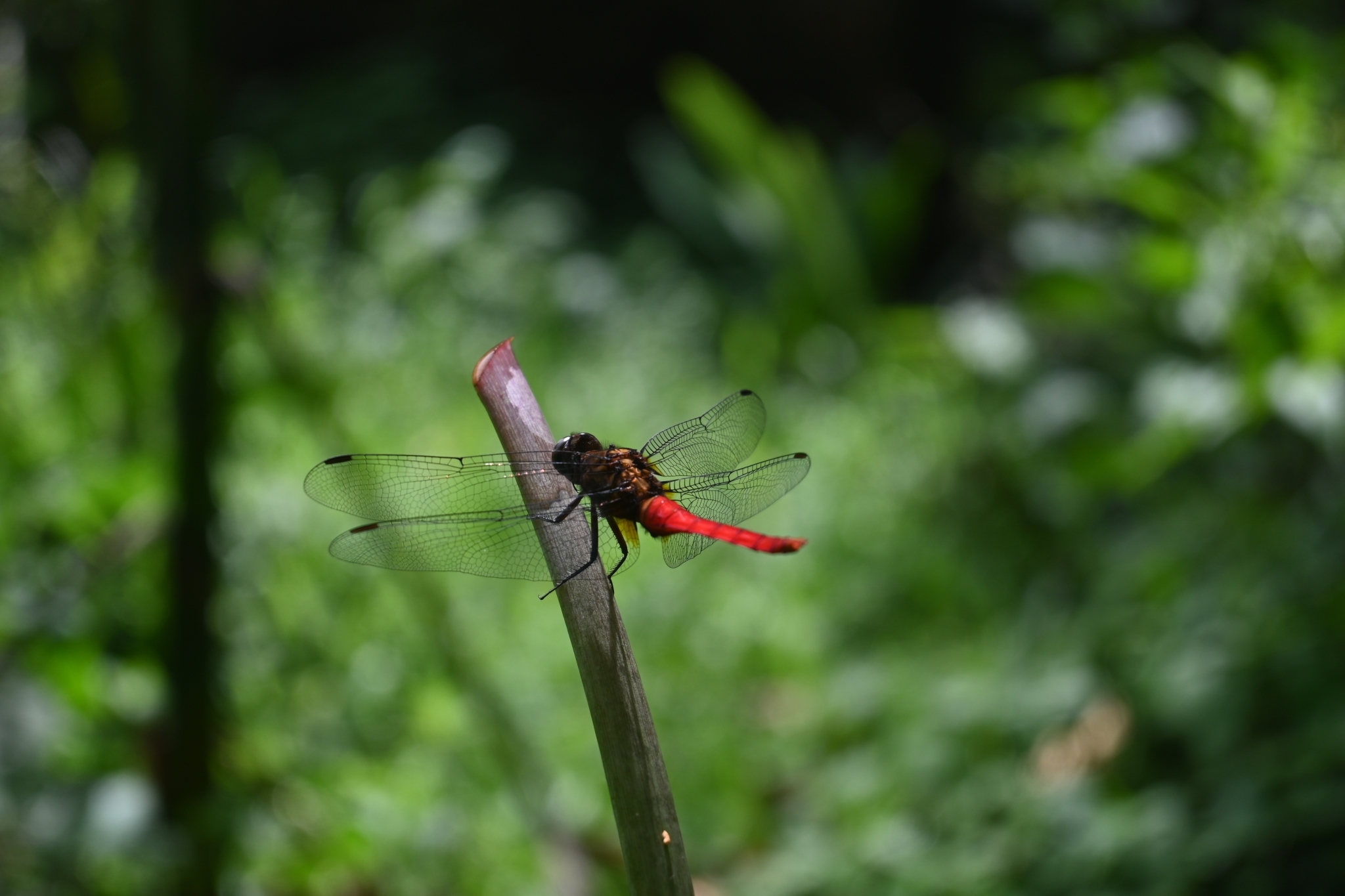 Spine-Tufted Skimmer