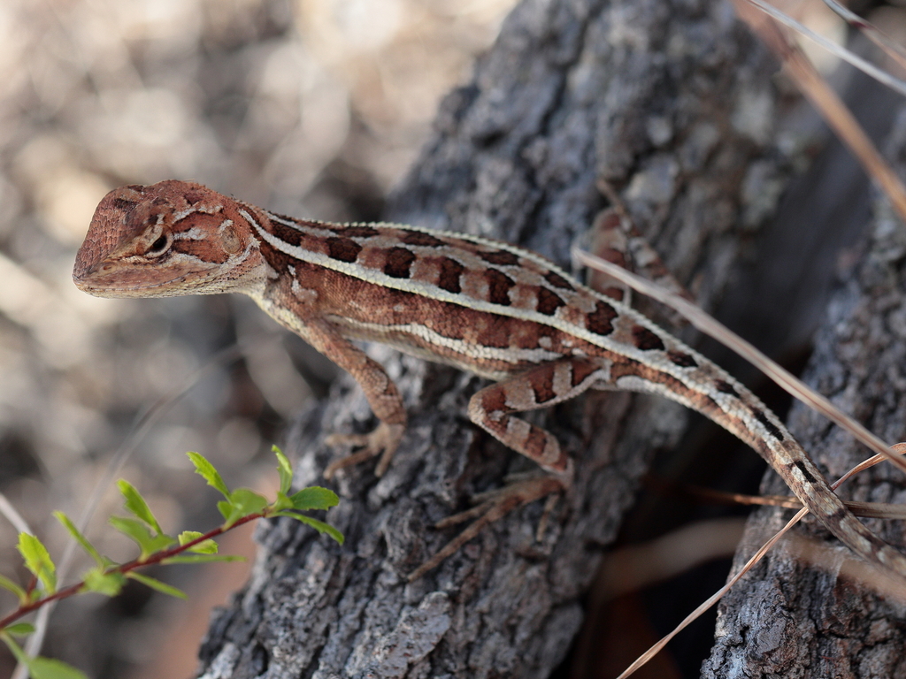 Two-lined Dragons