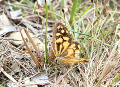 Heteronympha paradelpha