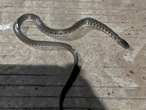 Yellow-spotted Keelback