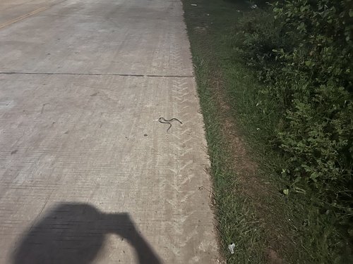 Yellow-spotted Keelback