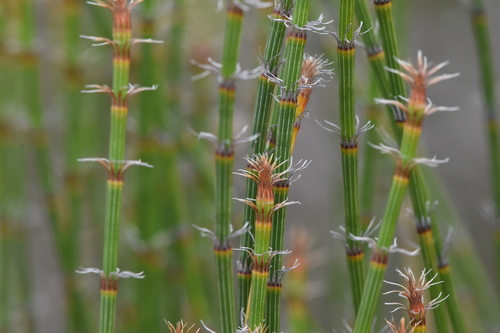 Allocasuarina trichodon