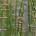 Allocasuarina trichodon - Photo (c) Joey Santore, some rights reserved (CC BY-NC), uploaded by Joey Santore