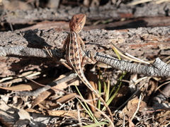 Diporiphora
