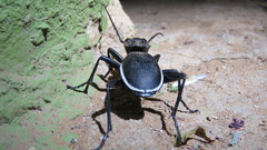 Anthia cinctipennis