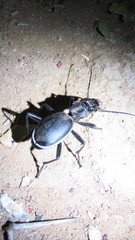 Anthia cinctipennis