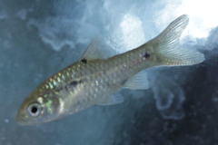 Barbodes binotatus