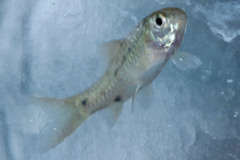 Barbodes binotatus
