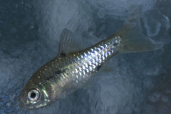 Barbodes binotatus
