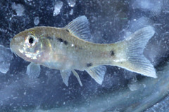 Barbodes binotatus