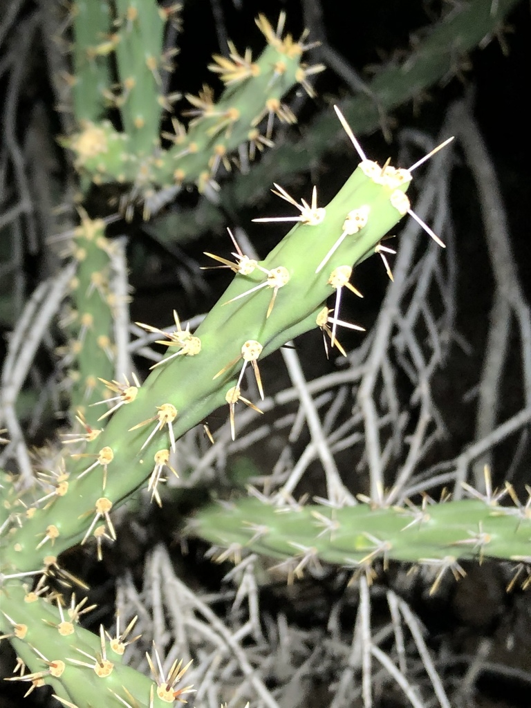 Cylindropuntia × neoarbuscula