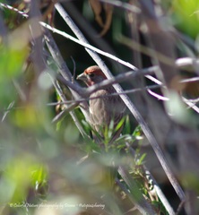 Haemorhous mexicanus
