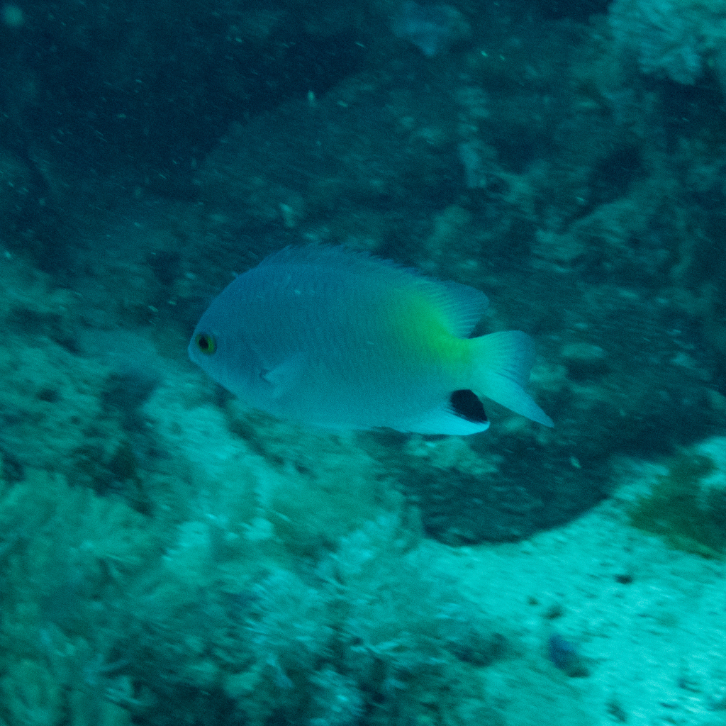 Black-spot Damsel