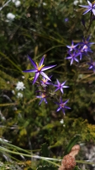 Calectasia intermedia