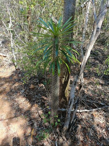 Pachypodium lamerei