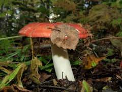 Russula paludosa