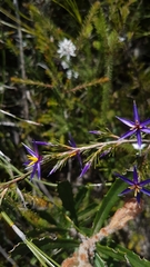 Calectasia intermedia