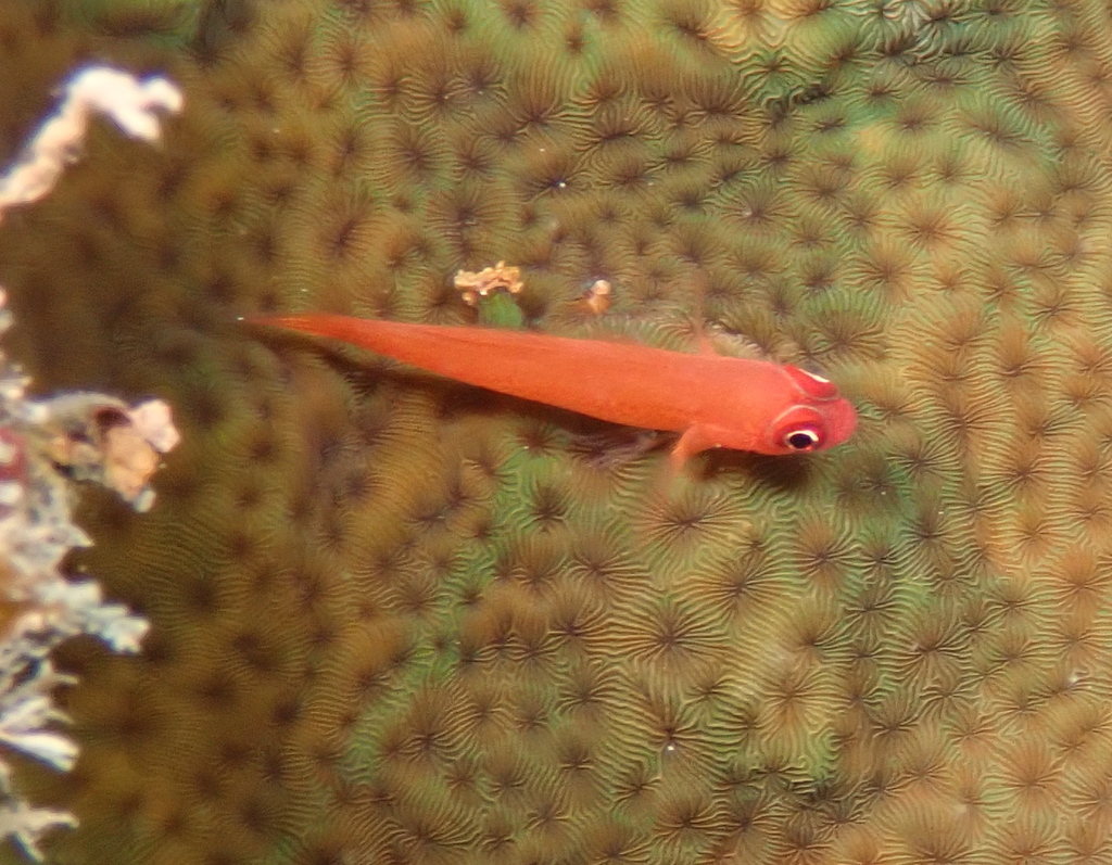 Red Dwarfgoby