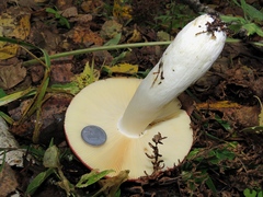 Russula paludosa