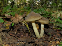 Entoloma clypeatum