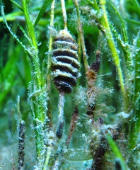 Densipora corrugata