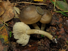 Entoloma clypeatum