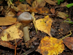 Entoloma clypeatum