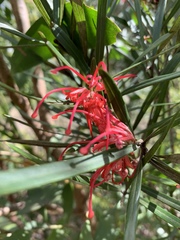 Grevillea oleoides