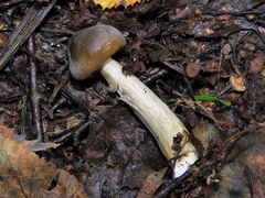 Entoloma clypeatum