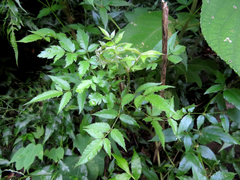 Aralia armata