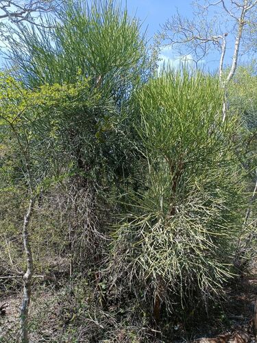 Euphorbia plagiantha, photograph 2