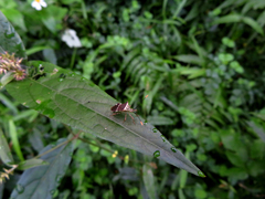 Cletomorpha simulans