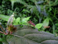 Cletomorpha simulans