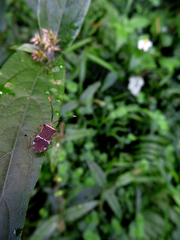 Cletomorpha simulans