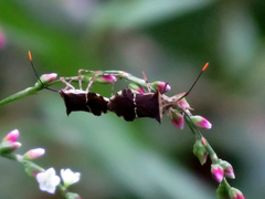 Cletomorpha simulans